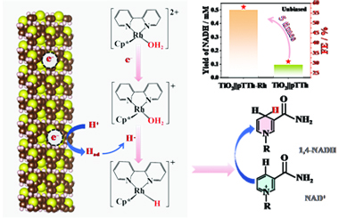 Biomimetic polymer photocathode-Rh complex coupling for bias-free and selective photoelectrochemical 1,4-NADH regeneration 2026.101032